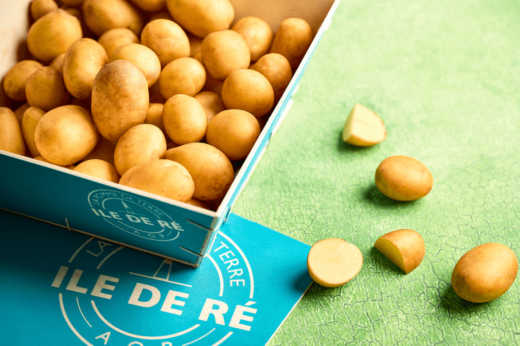 L’or blanc de l’Île de Ré : la récolte 2026 de la Pomme de Terre AOP est officiellement lancée