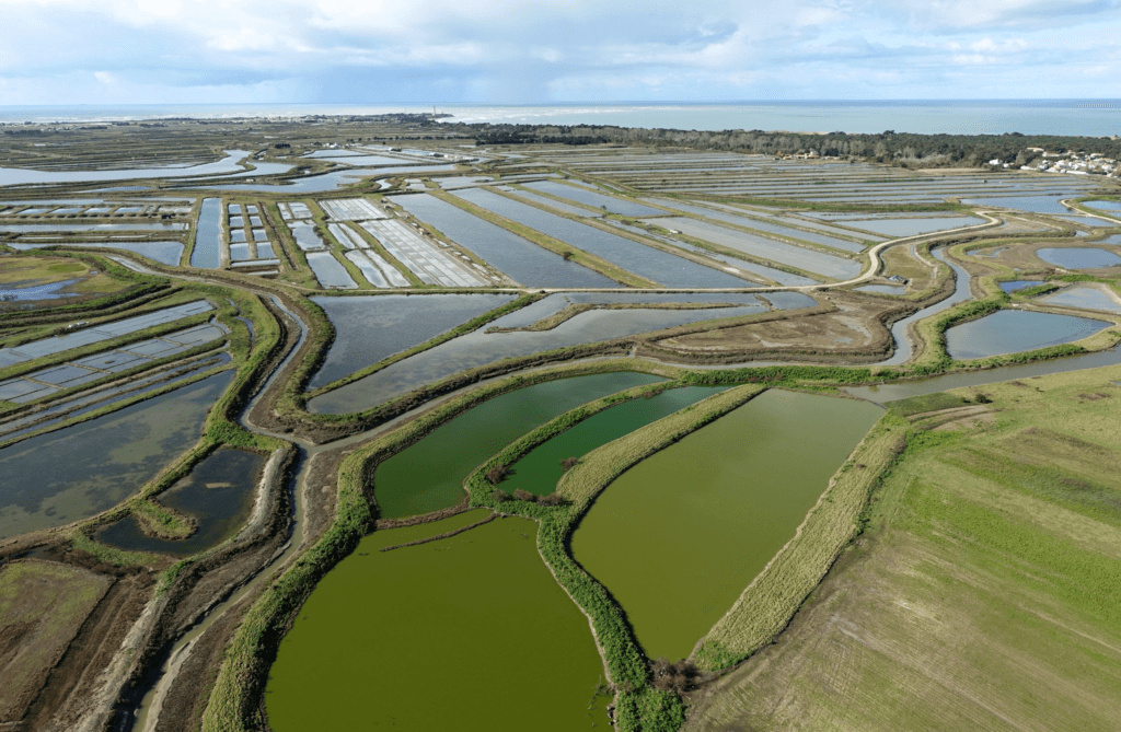 Sel de l'Île de Ré : entre tradition et renouveau, les coulisses d’un cru 2026 prometteur