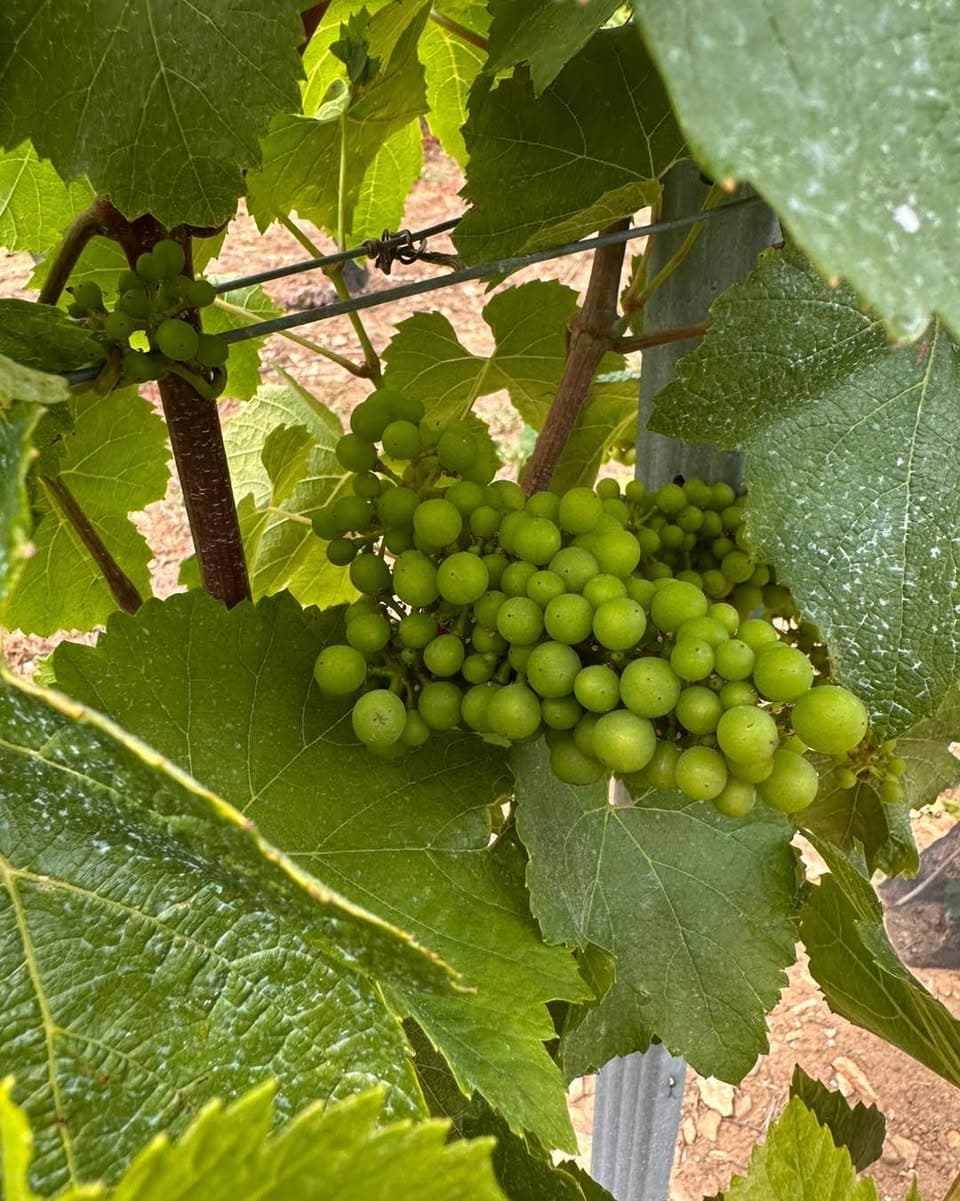 Île de Ré : des vendanges lancées avec une précocité historique